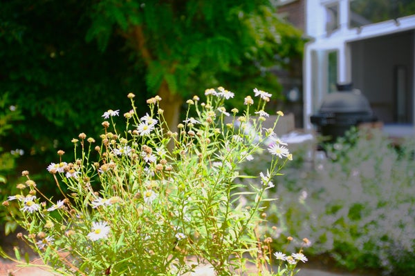 Image 26