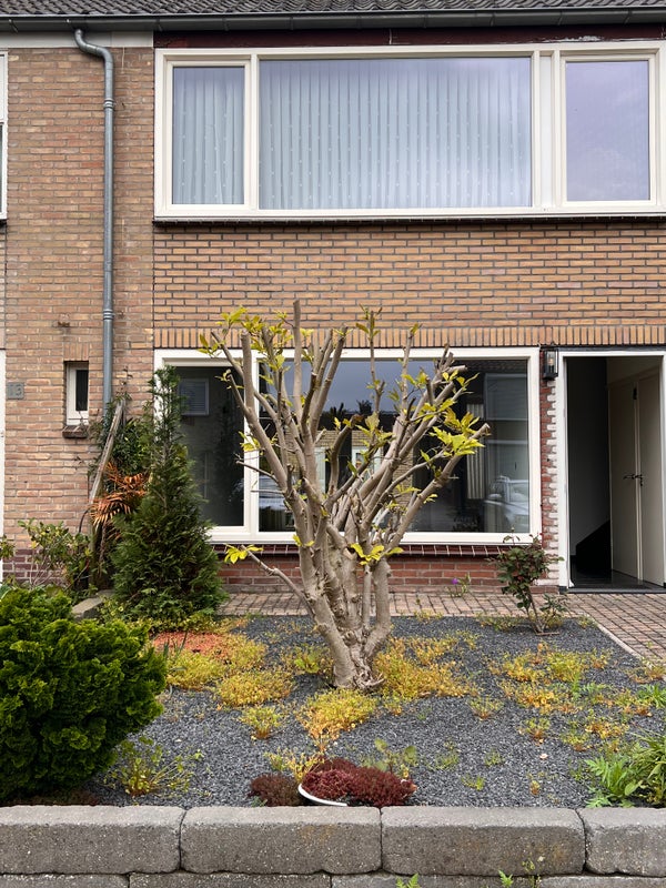 van den Kerkhoffstraat, Sint-Michielsgestel
